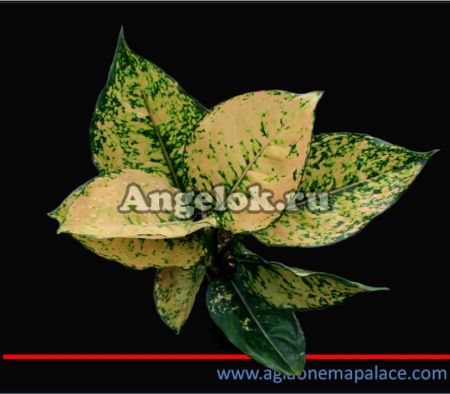 фото Аглаонема (Aglaonema Bai tongtair) от магазина магазина орхидей Ангелок