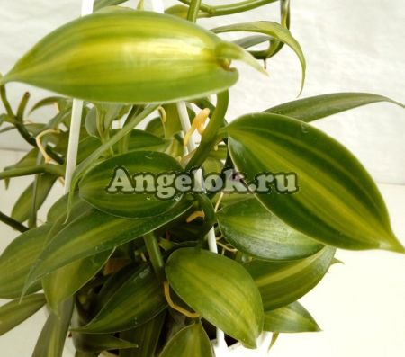 фото Ваниль плосколистная (Vanilla planifolia) черенок от магазина магазина орхидей Ангелок