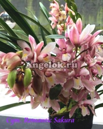фото Цимбидиум Романтик Сакура (Cym. Romantic Sakura) Тайвань от магазина магазина орхидей Ангелок