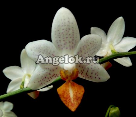 фото Фаленопсис Мини Марк (Phalaenopsis Mini Mark) Тайвань от магазина магазина орхидей Ангелок