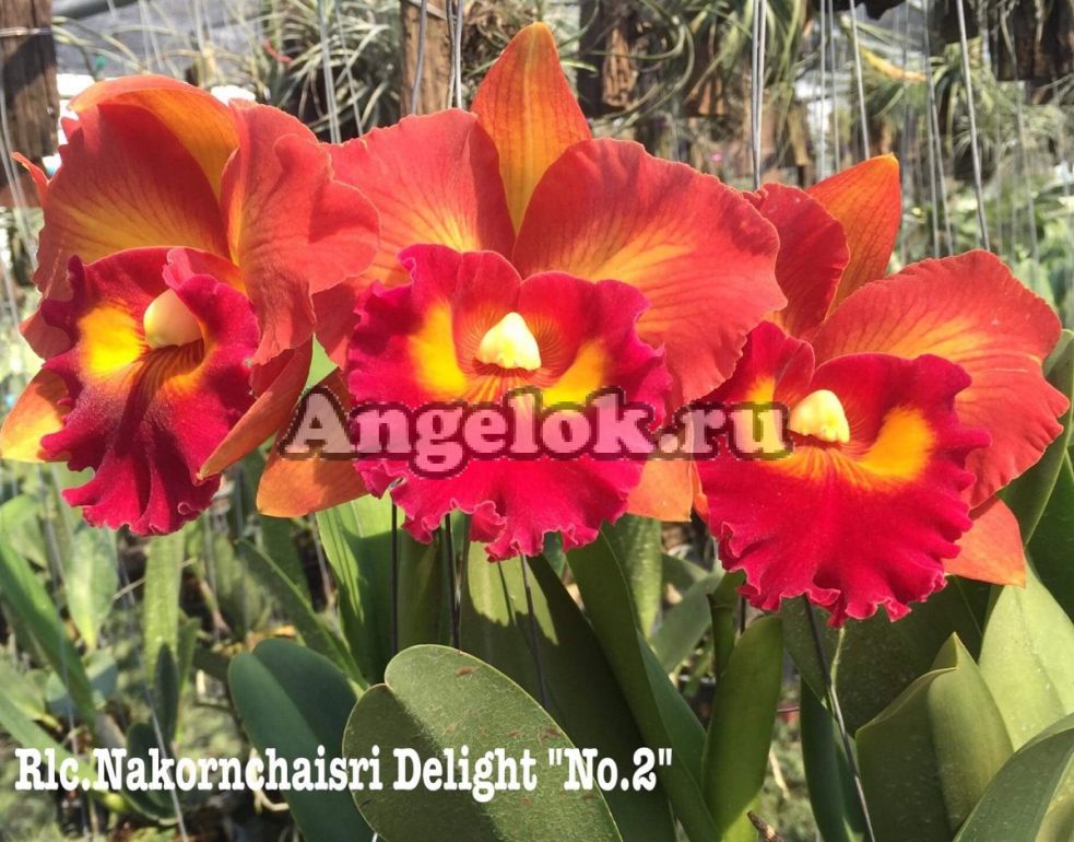 Каттлея (Rlc.Nakornchaisri Delight 'No.2') 