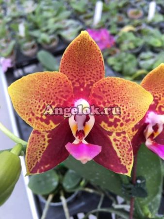 фото Фаленопсис Анаконда (Phalaenopsis Zeng Min Anaconda) детка от магазина магазина орхидей Ангелок