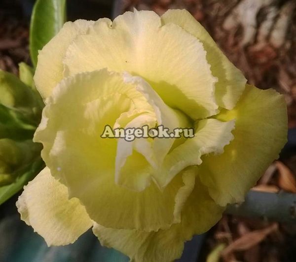 фото Адениум (Adenium obesum Gold series) от магазина магазина орхидей Ангелок