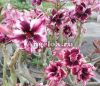 фото Адениум (Adenium obesum Double blue boy) от магазина магазина орхидей Ангелок