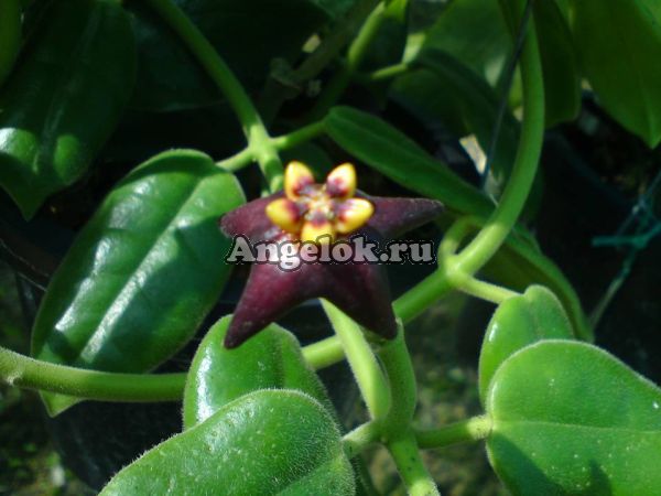 фото Хойя цилиата (Hoya Ciliata) от магазина магазина орхидей Ангелок