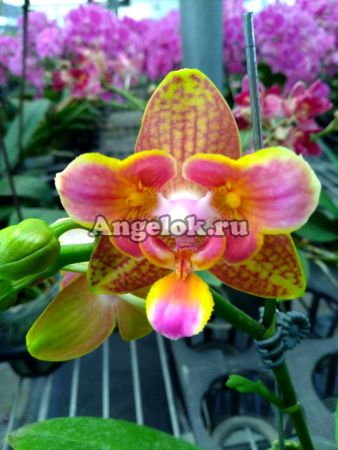фото Фаленопсис пелорик (Phalaenopsis Anmio Yellow Bat’AN-6610’) от магазина магазина орхидей Ангелок