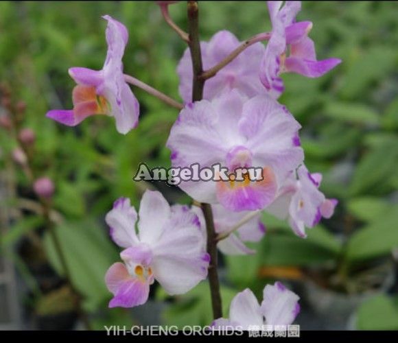 фото Фаленопсис (Dor. Pulcherrima x P. Anna-Larati Soekardi) от магазина магазина орхидей Ангелок