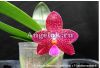 Фаленопсис (Phalaenopsis Zheng Min Etcing) Тайвань