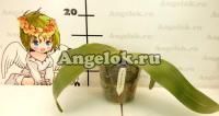 Фаленопсис (Phalaenopsis Yang Yang Prince) взрослый Тайвань — купить в интернет-магазине Ангелок