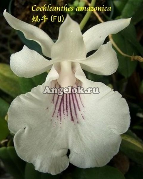 фото Кохлеантес (Cochleanthes amazonica) Тайвань от магазина магазина орхидей Ангелок
