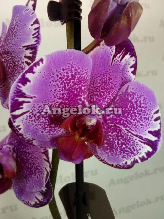 Фаленопсис (Phalaenopsis Like Angel)