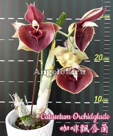фото Катасетум (Catasetum Orchidglade) Тайвань от магазина магазина орхидей Ангелок