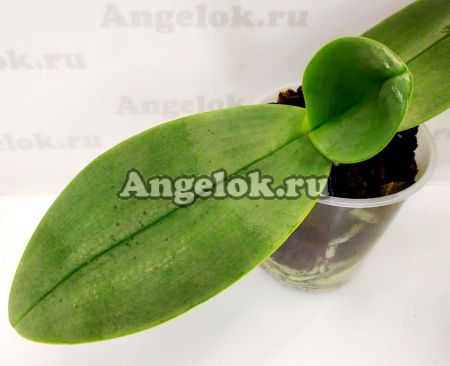 фото Фаленопсис Гигантея (Phalaenopsis gigantea) от магазина магазина орхидей Ангелок