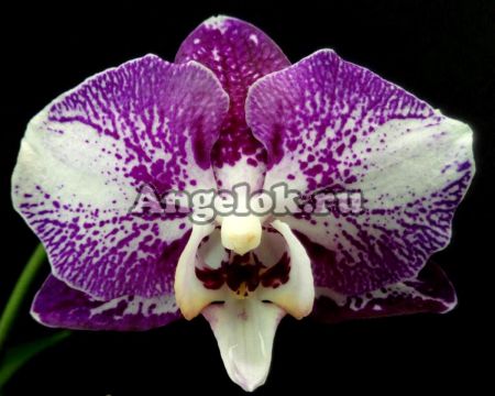 фото Фаленопсис (Phalaenopsis Brazil '54262') от магазина магазина орхидей Ангелок