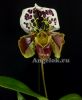 Пафиопедилум гибридный (Paphiopedilum hybrid) p-04