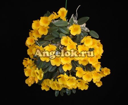 фото Дендробиум Дженкинса (Dendrobium jenkinsii) Тайвань от магазина магазина орхидей Ангелок