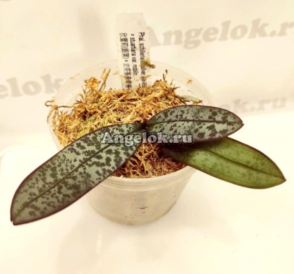 фото Фаленопсис Шиллера детка (Phalaenopsis schilleriana silver leaves × stuartiana var. nobilis) Тайвань от магазина магазина орхидей Ангелок