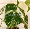 фото Монстера вариегатная (Monstera Deliciosa Albo Variegata) от магазина магазина орхидей Ангелок