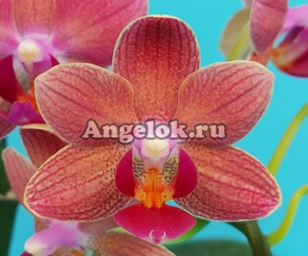 фото Фаленопсис (Phalaenopsis KS Cumquat'9001') Тайвань от магазина магазина орхидей Ангелок