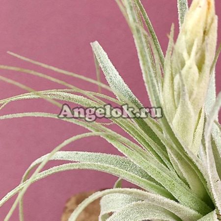 фото Тилландсия (Tillandsia gardneri) от магазина магазина орхидей Ангелок