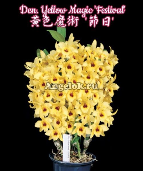 фото Дендробиум (Den. Yellow Magic 'Festival') Тайвань от магазина магазина орхидей Ангелок