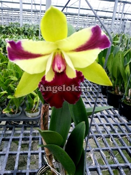 фото Каттлея (Rlc. Penny Helen) Тайвань от магазина магазина орхидей Ангелок