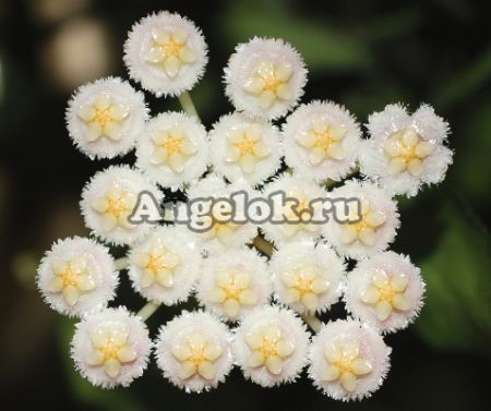 фото Хойя лакуноза (Hoya lacunosa) черенок от магазина магазина орхидей Ангелок