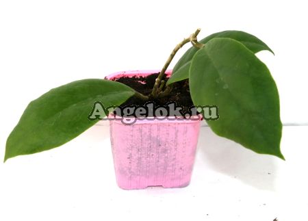 фото Хойя утолщенная (Hoya incrassata) черенок от магазина магазина орхидей Ангелок