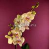 фото Фаленопсис Турин (Phalaenopsis Torino) от магазина магазина орхидей Ангелок