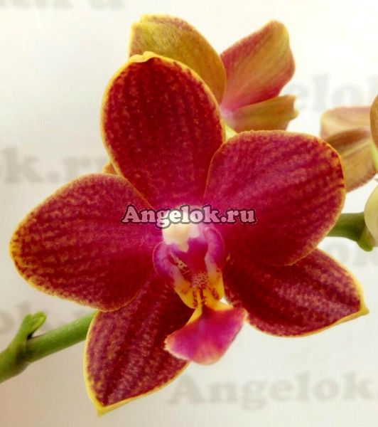 фото Фаленопсис Феникс (Phalaenopsis Tying Shin Phoenix) от магазина магазина орхидей Ангелок