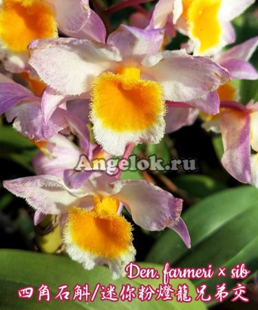 фото Дендробиум Фармера (Den. farmeri × sib) Тайвань от магазина магазина орхидей Ангелок