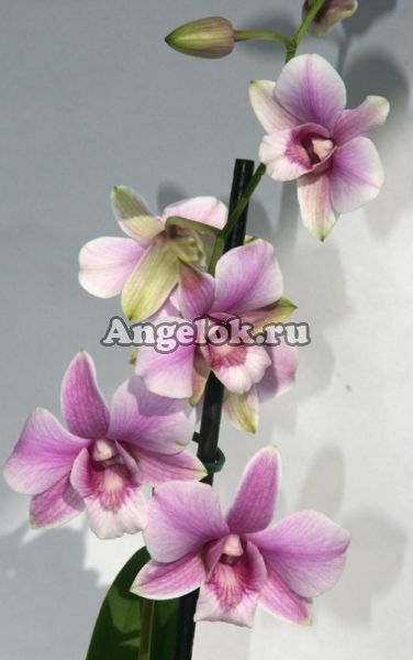 фото Дендробиум фаленопсис (Dendrobium Snow pink) от магазина магазина орхидей Ангелок