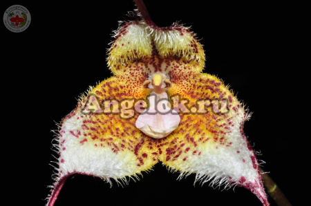 фото Дракула Диана (Dracula diana) от магазина магазина орхидей Ангелок