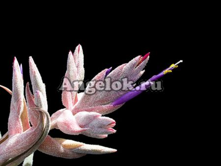фото Тилландсия (Tillandsia seleriana) от магазина магазина орхидей Ангелок
