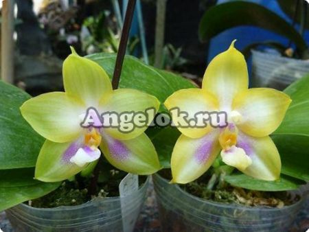 фото Фаленопсис (Phalaenopsis Joy Spring Canary ‘Yaphon’) от магазина магазина орхидей Ангелок