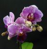 Фаленопсис (Phalaenopsis Perceval)