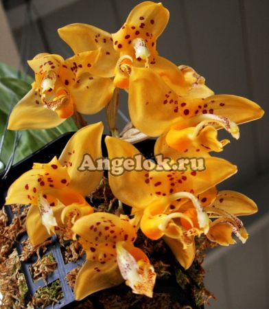 фото Стангопея Йениша (Stanhopea jenischiana) от магазина магазина орхидей Ангелок