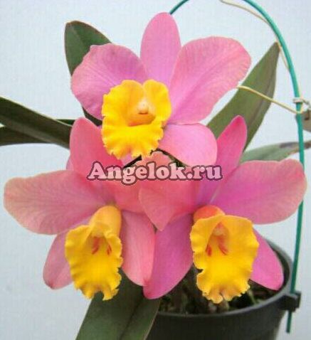 фото Каттлея (Sc.Crystelle Smith'N.R' HCC/AOS) Тайвань от магазина магазина орхидей Ангелок