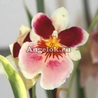 фото Мильтония (Miltonia) milt-06 от магазина магазина орхидей Ангелок