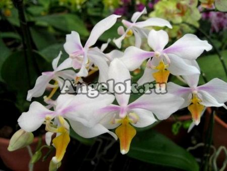 фото Фаленопсис Интермедия (Phalaenopsis x intermedia) Тайвань от магазина магазина орхидей Ангелок