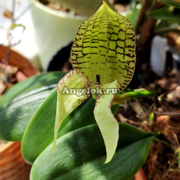 фото Бульбофиллум (Bulb. burfordiense) Тайвань от магазина магазина орхидей Ангелок