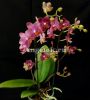 фото Фаленопсис Парфюмерная фабрика (Phalaenopsis Dusty Belle) от магазина магазина орхидей Ангелок