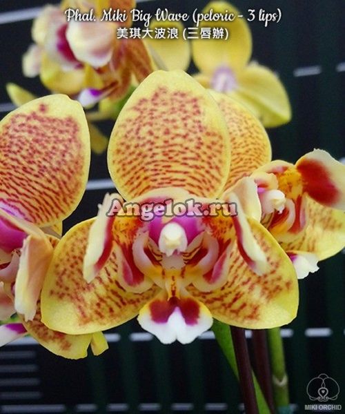 фото Фаленопсис бабочка (Phalaenopsis Miki Big Wave (peloric - 3 lips)) Тайань от магазина магазина орхидей Ангелок