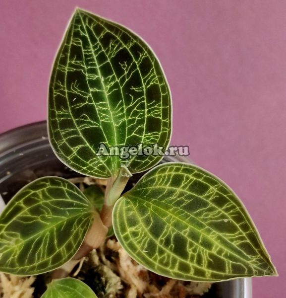 фото Макодес (Macodes petola Malaysian Dark Prince) от магазина магазина орхидей Ангелок
