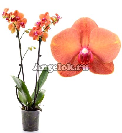фото Фаленопсис Сурф Сонг (Phalaenopsis Surf Song) от магазина магазина орхидей Ангелок