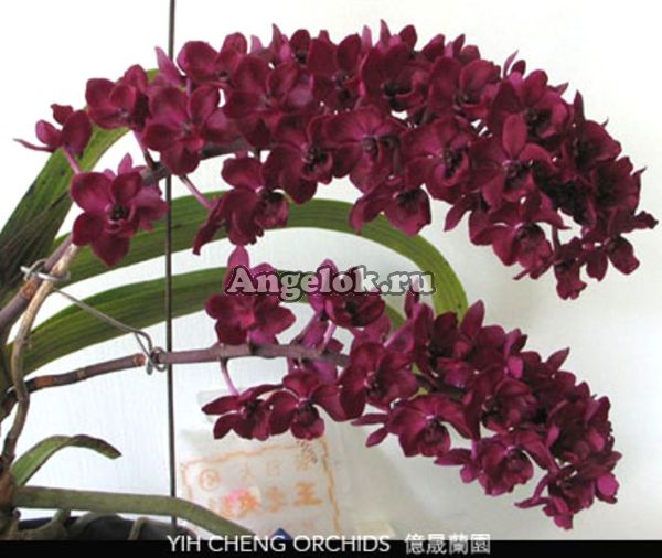 фото Ринхостилис (Rhy.gigantea dark red) Тайвань от магазина магазина орхидей Ангелок
