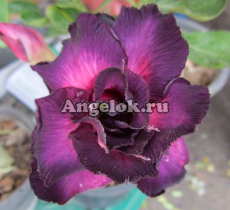 фото Адениум (Adenium obesum Muang Mongkol) от магазина магазина орхидей Ангелок