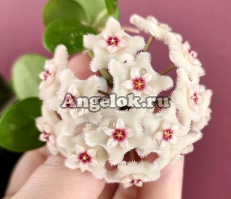 фото Хойя Матильда (Hoya cv. Mathilde) черенок от магазина магазина орхидей Ангелок