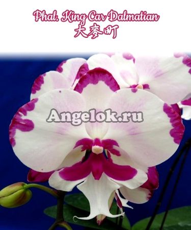 фото Фаленопсис Биг Лип (Phalaenopsis King Car Dalmatian) Тайвань от магазина магазина орхидей Ангелок