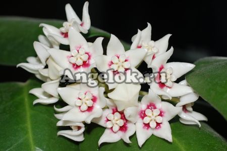 фото Хойя чашевидная (Hoya calycina "Stargazer") черенок от магазина магазина орхидей Ангелок